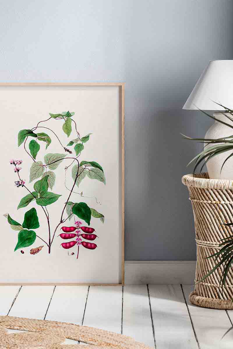 Plantas Silvestres VI 2