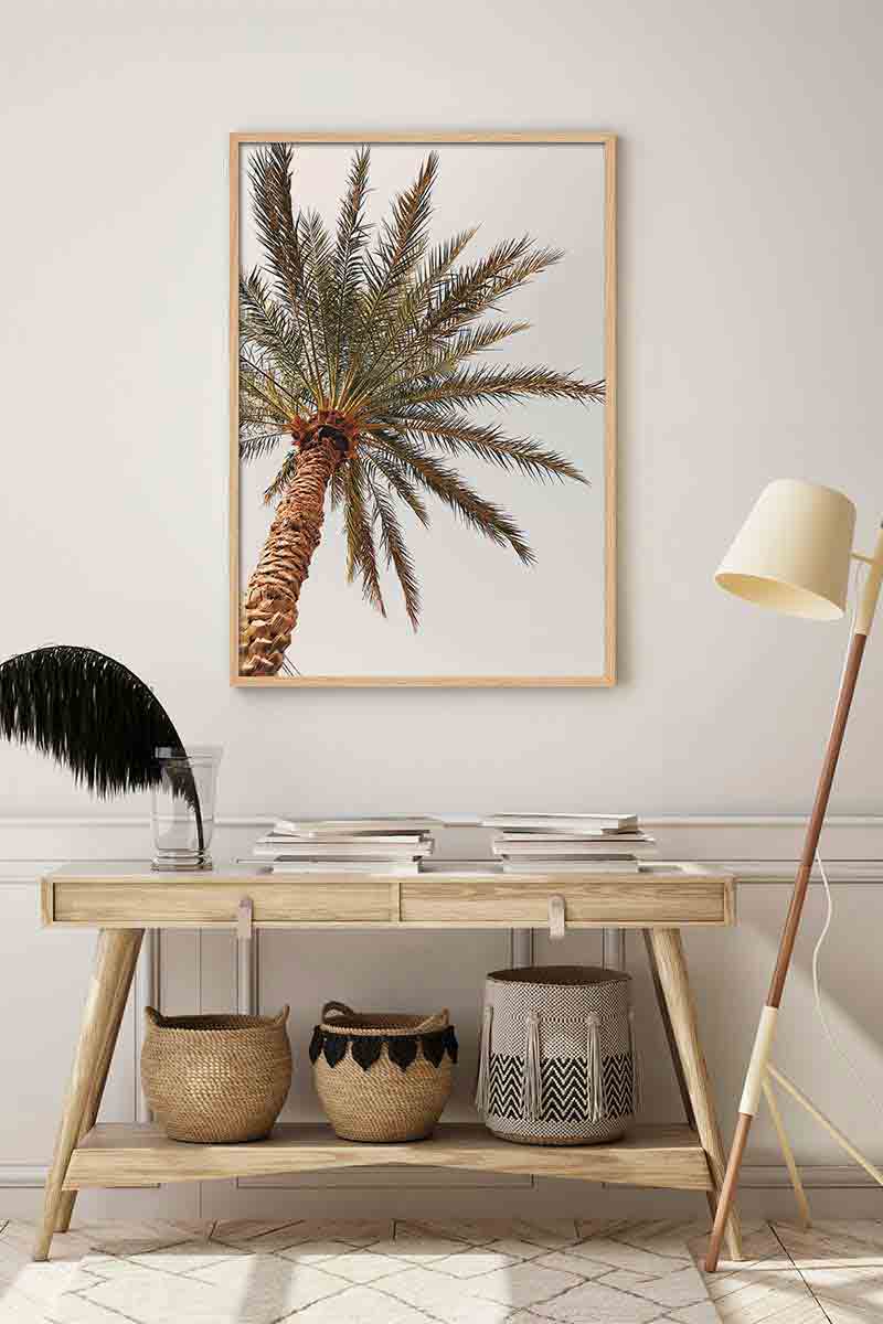 Palmera 2